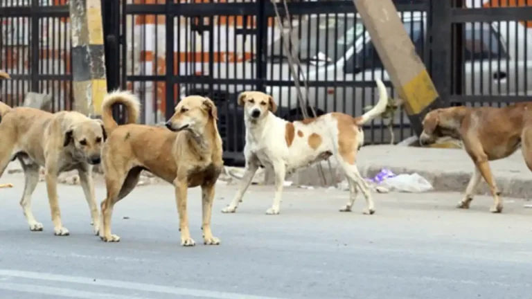 Kerala stray dog euthanasia Supreme Court local bodies protocol തെരുവുനായ ദയാവധം ചിത്രം