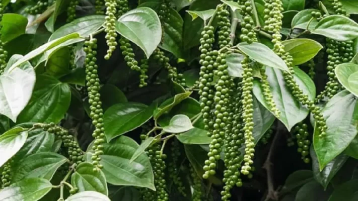 കുരുമുളക് അവധി വ്യാപാരം പുനരാരംഭിച്ച് എൻ.സി.ഡി.ഇ.എക്സ്;