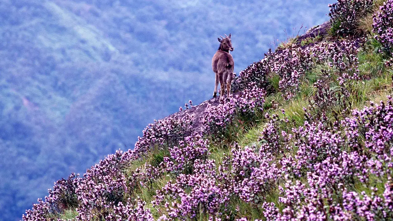 Neelakurinji bloom in Munnar hills
