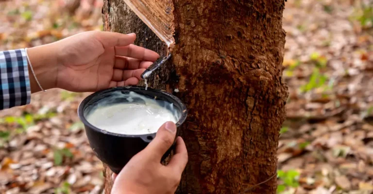 കർഷകർക്ക് നൽകിയ വാക്ക് പാലിച്ച് യു.ഡി.എഫ് സർക്കാർ; റബ്ബറിന്റെ താങ്ങുവില 250 രൂപയാക്കി ധനകാര്യവകുപ്പ് ഉത്തരവിറക്കി