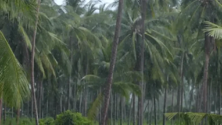 ചുറ്റും വെള്ളക്കെട്ട്; രക്ഷതേടി യുവാവ് മരത്തിന് മുകളിൽ അഭയം തേടി ചുറ്റും വെള്ളക്കെട്ട്; രക്ഷതേടി യുവാവ് മരത്തിന് മുകളിൽ അഭയം തേടി